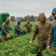 Производство спецодежды из водоотталкивающих материалов для сельского хозяйства